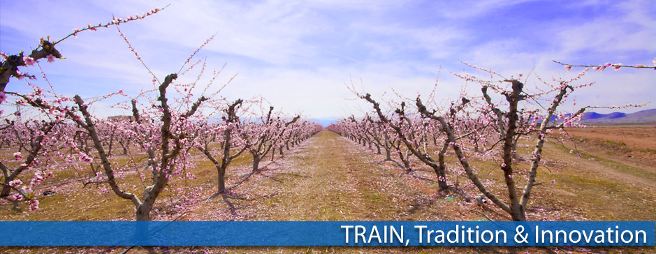 Frutas Train