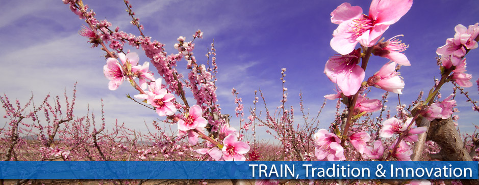 Frutas Train
